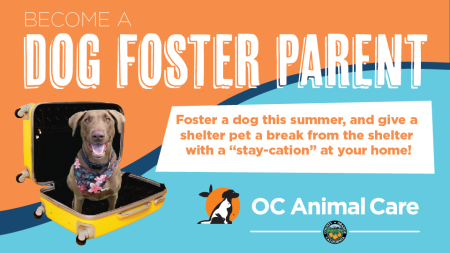 Dog fostering hot sale programs